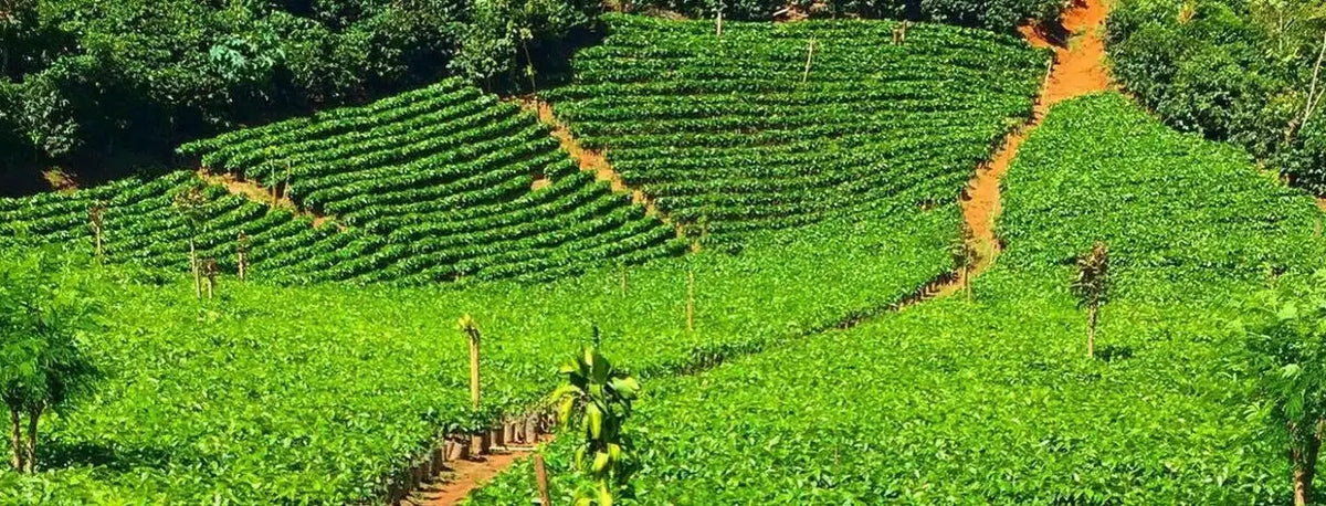 Tea Field