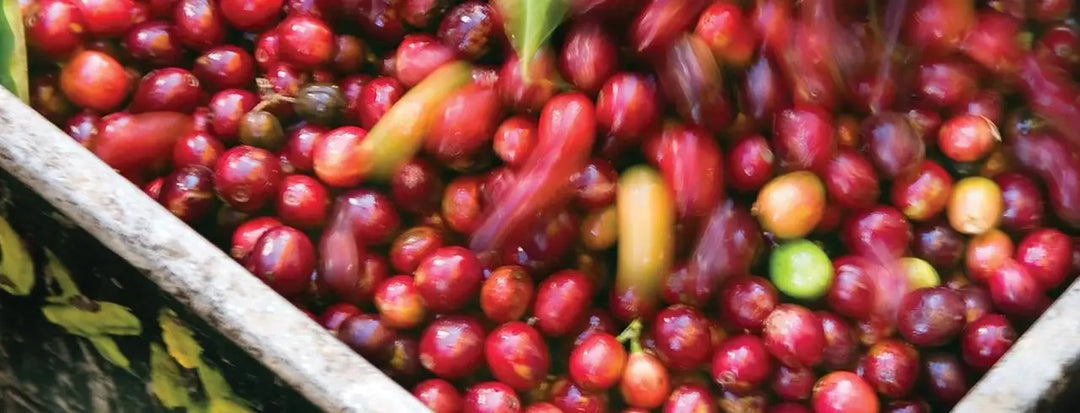 Box of Coffee Beans